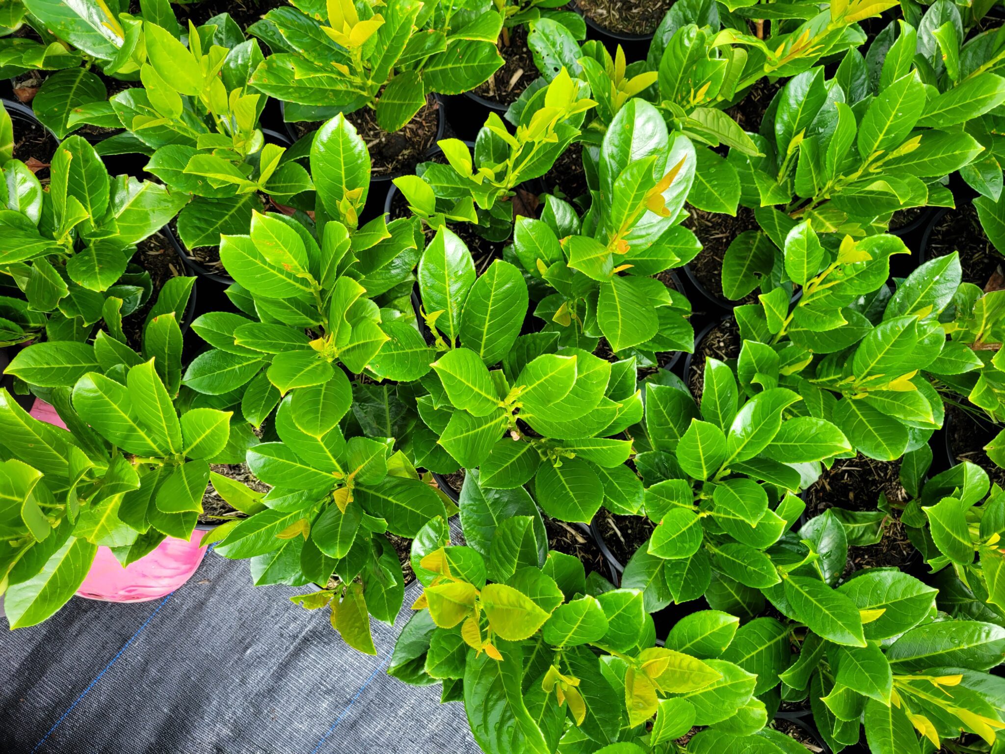 Laurel Prunus Laurocerasus Rotundifolia Hedging Cork Barrys Nurseries