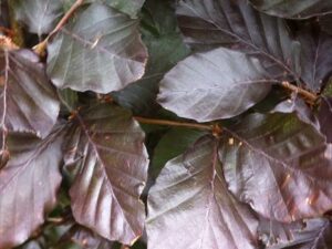 Copper Beech - Fagus sylvatica atropurperea (Bare Root)