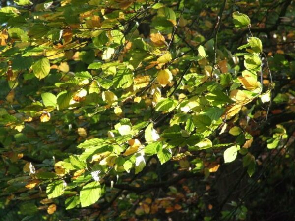 Green Beech - Fagus sylvatica (Bare Root)