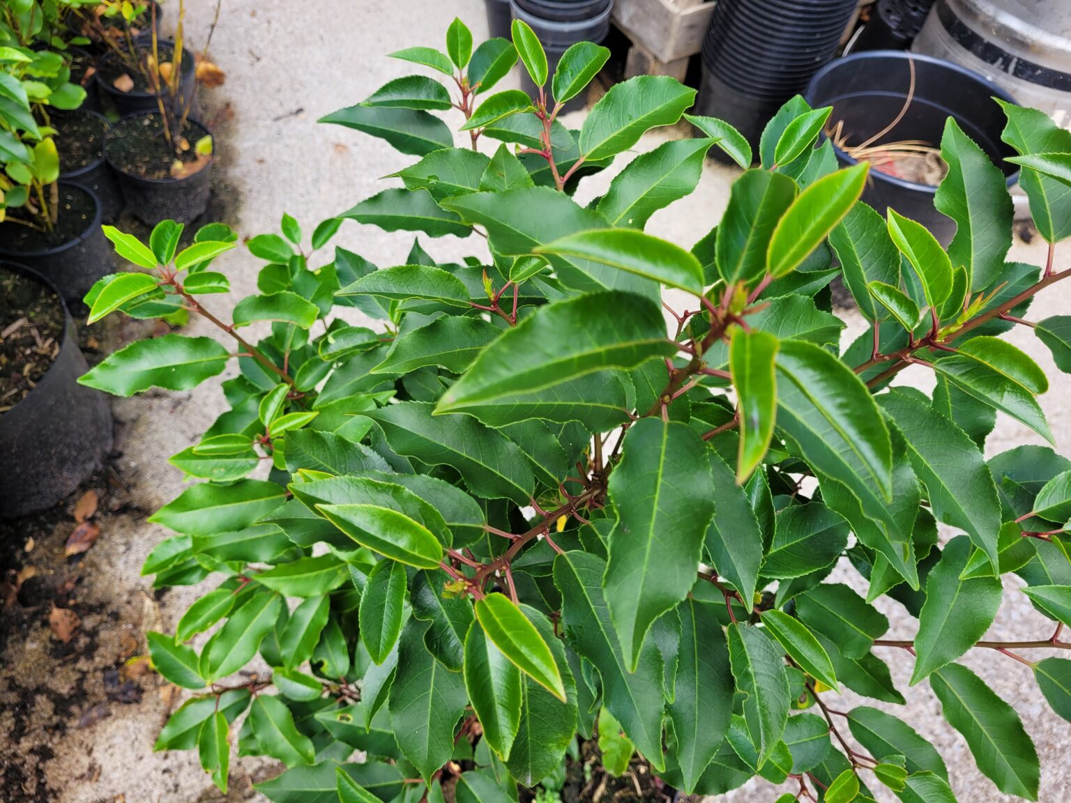 Portuguese laurel prunus lusitanica hedging cork barrys nurseries